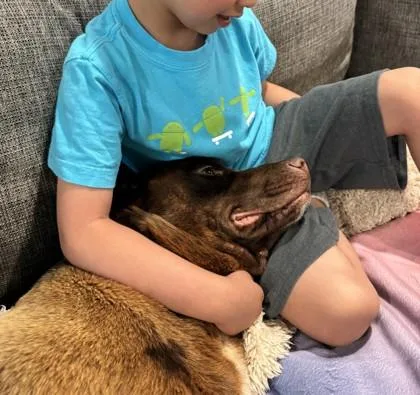 An adult large-sized male Retriever dog named Fudge Pie for adoption in Madison, NJ