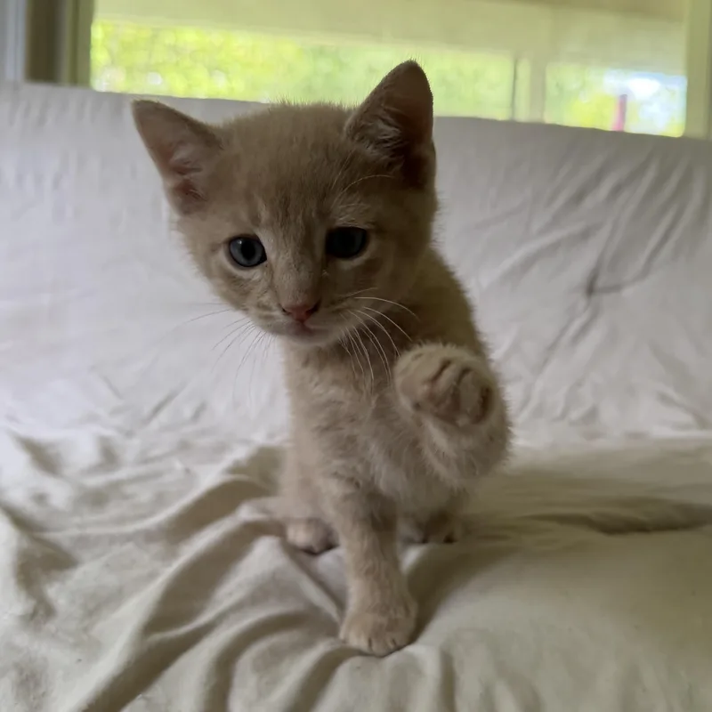 A baby medium-sized male Orange / Red Domestic Short Hair cat named Jax for adoption in Lemoyne, PA