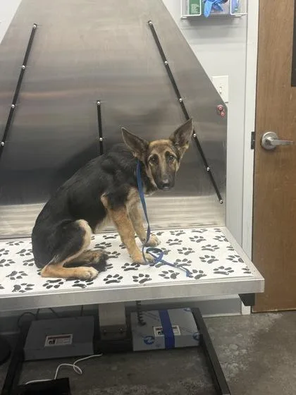 A young medium-sized male German Shepherd Dog dog named B Radar for adoption in North Charleston, SC