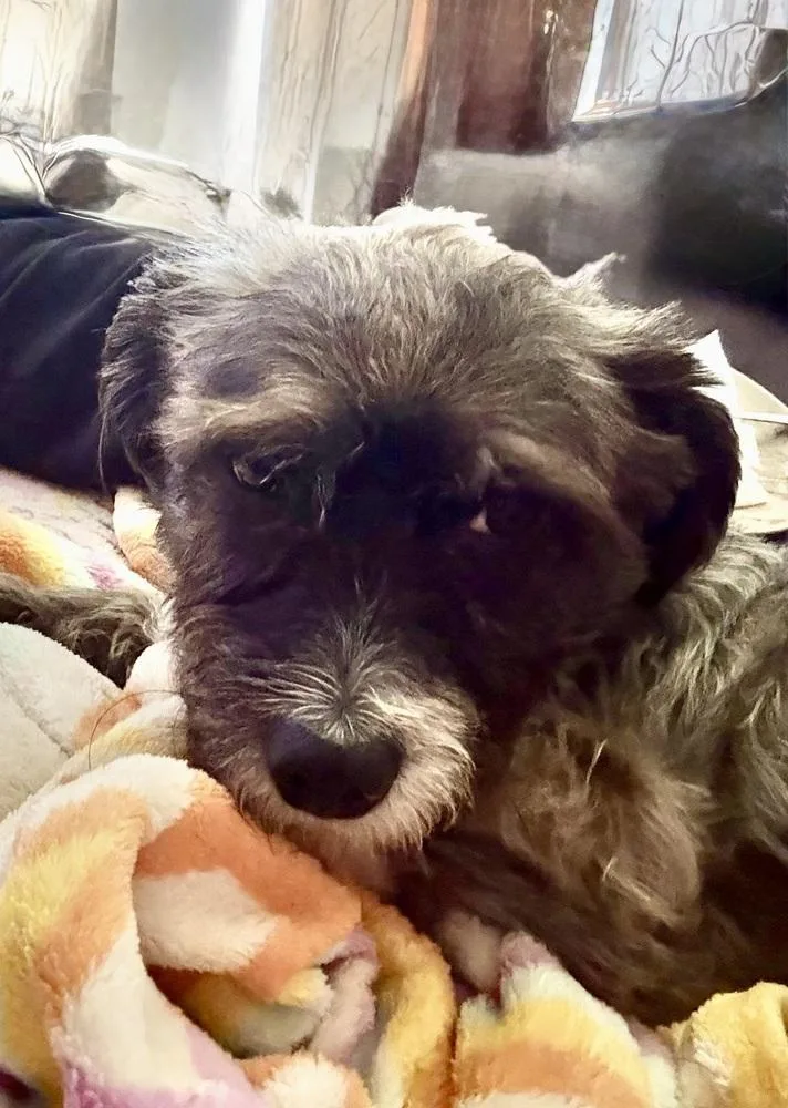 A young small-sized male Gray / Blue / Silver Terrier dog named Shaggy Boy for adoption in Wildomar, CA