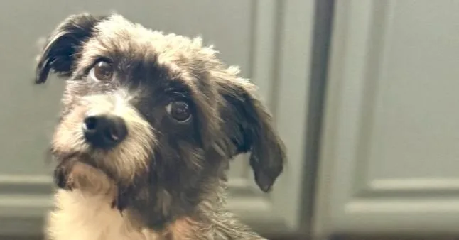 Shaggy Boy thumbnail 4