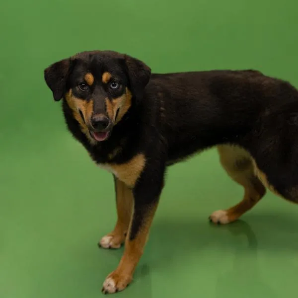 A young medium-sized female Shepherd dog named Pen C Jenny for adoption in Lawrenceville, GA