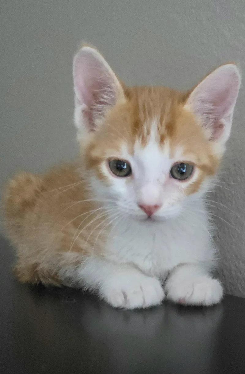 A baby medium-sized male Orange & White Tabby cat named Gouda for adoption in Campbell, CA