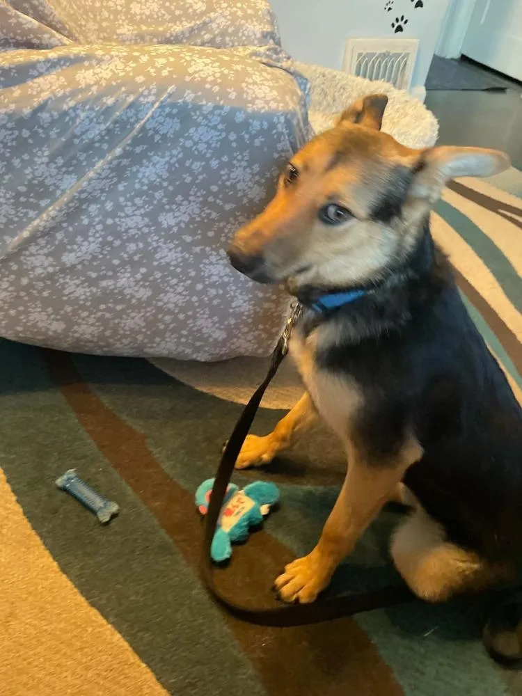A baby medium-sized male Brown / Chocolate German Shepherd Dog dog named Justice for adoption in Fredonia, WI