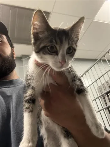 A baby medium-sized male Domestic Short Hair cat named Jeckle for adoption in San Martin, CA