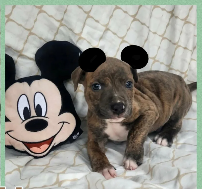 A baby medium-sized male Brindle Boxer dog named Farley for adoption in White Lake, MI