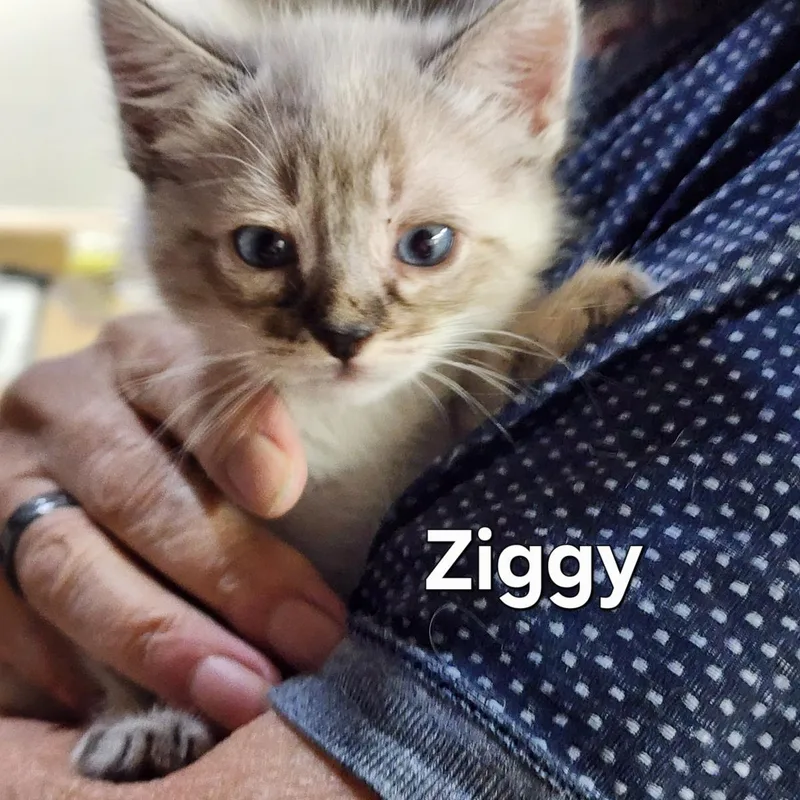 A baby medium-sized female Domestic Short Hair cat named Rosetta for adoption in Lincoln, CA