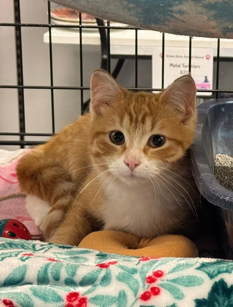 A baby medium-sized male Domestic Short Hair cat named Twinkle for adoption in St. Cloud, MN