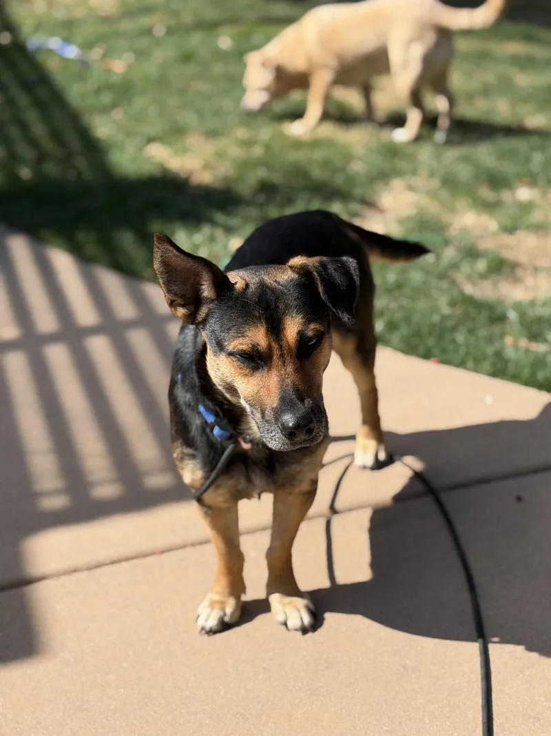 Montgomery Frankfurt