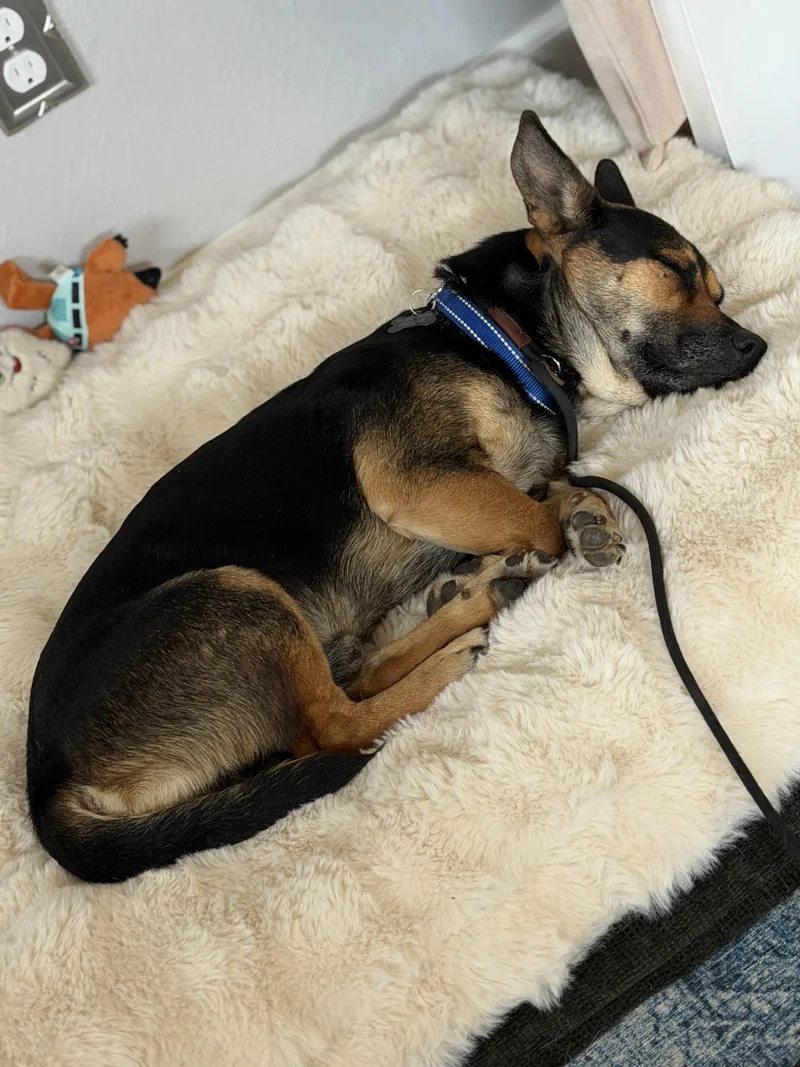 Montgomery Frankfurt thumbnail 2