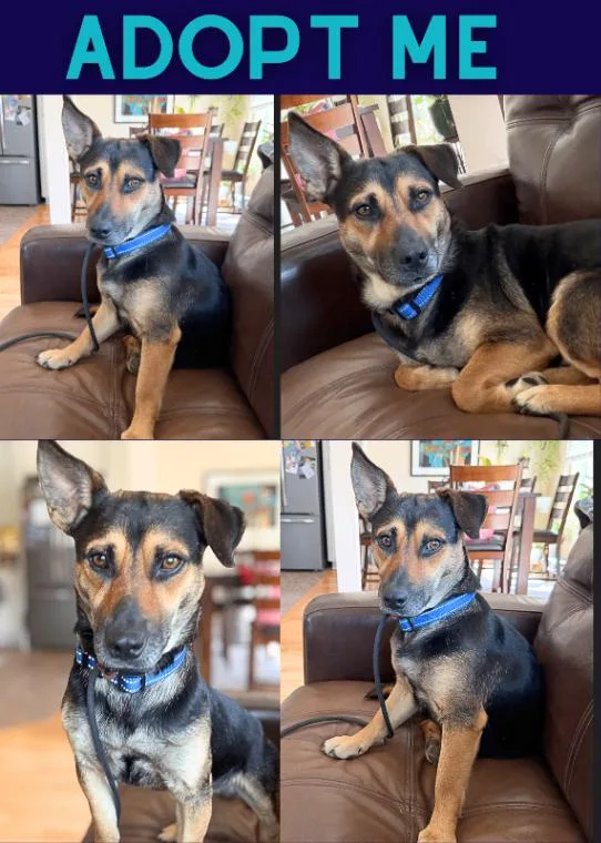 Montgomery Frankfurt thumbnail 3