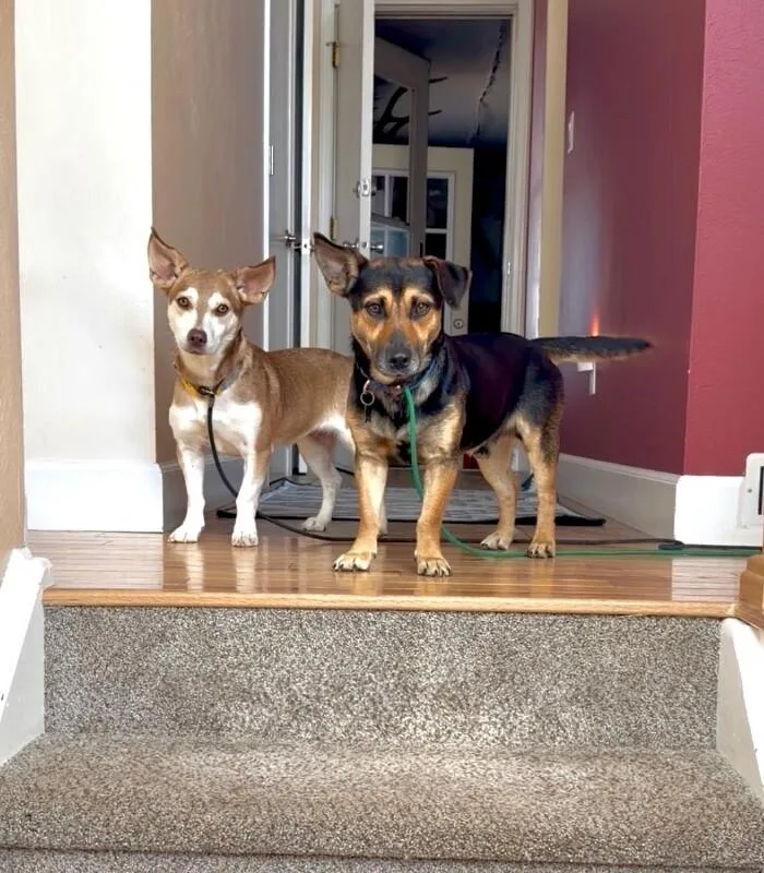 Montgomery Frankfurt thumbnail 4