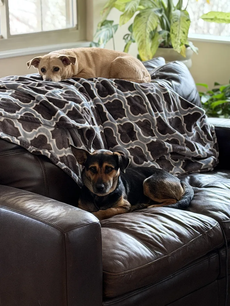 Montgomery Frankfurt thumbnail 5