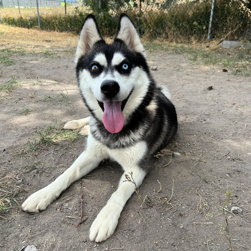 Freya