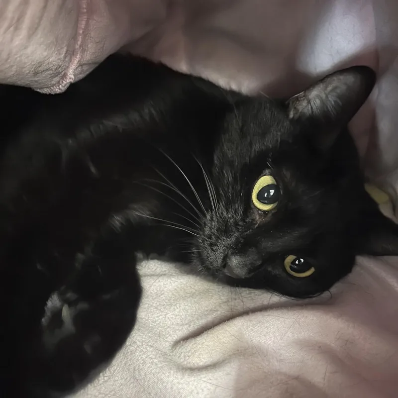 An adult medium-sized female Black Domestic Short Hair cat named Lois for adoption in Belleville, IL