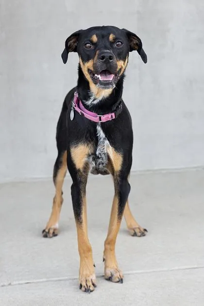 A young medium-sized male Mixed Breed dog named Ralph for adoption in Longmont, CO