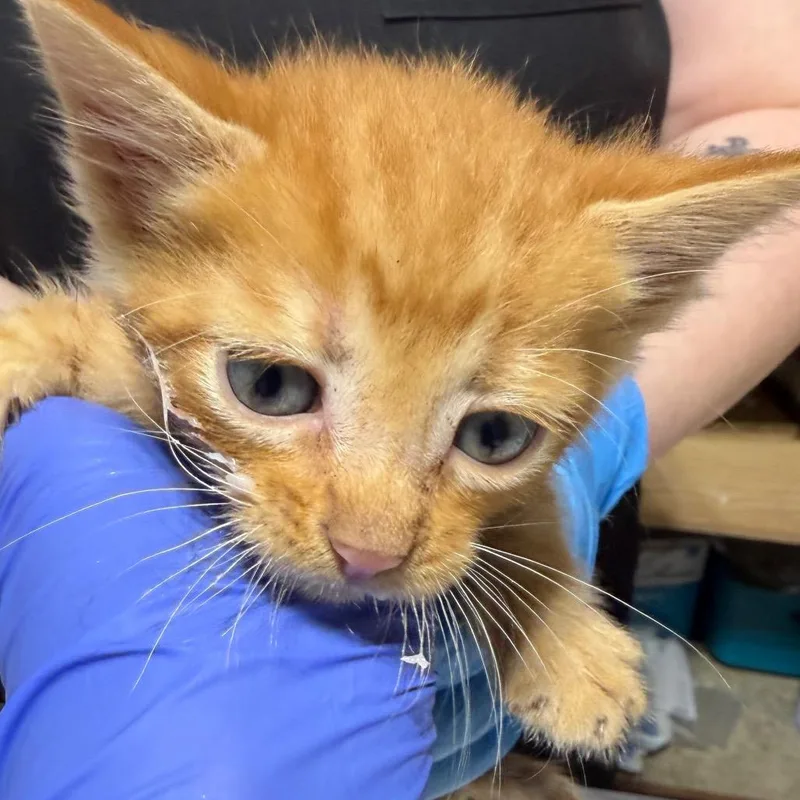 A baby small-sized male Orange / Red Domestic Short Hair cat named Sprout for adoption in Milton, FL