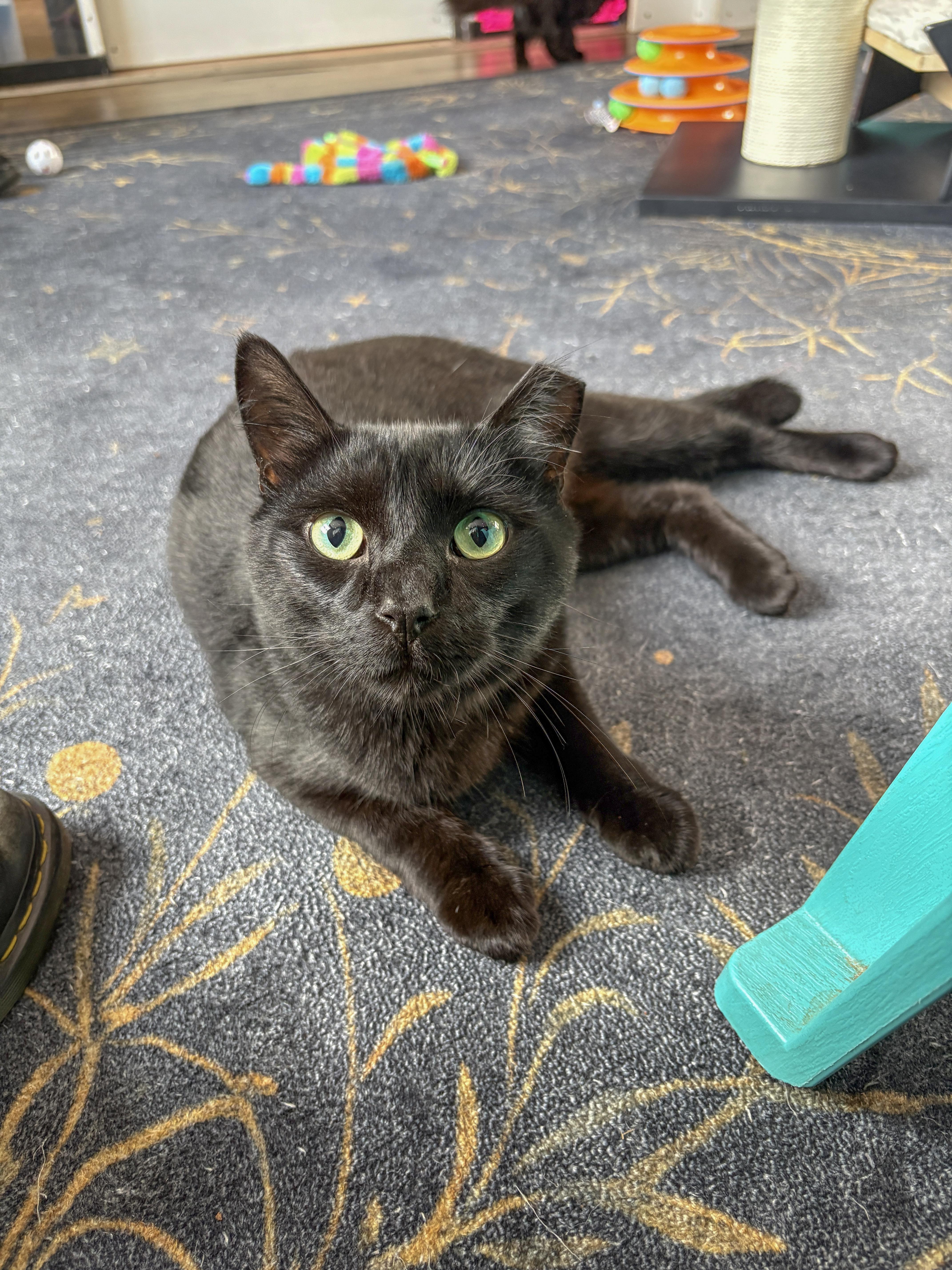 A young medium-sized male Black Domestic Short Hair cat named Prince for adoption in Asheville, NC