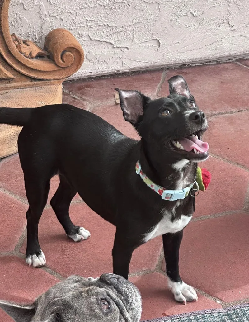 A young small-sized female Chihuahua dog named Sydney for adoption in San Diego, CA