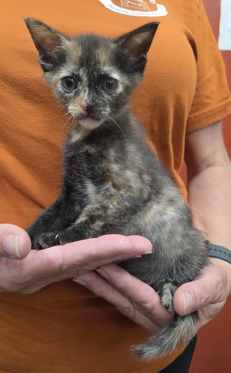 A baby medium-sized female Tortoiseshell Domestic Short Hair cat named Ruby for adoption in Parsons, KS