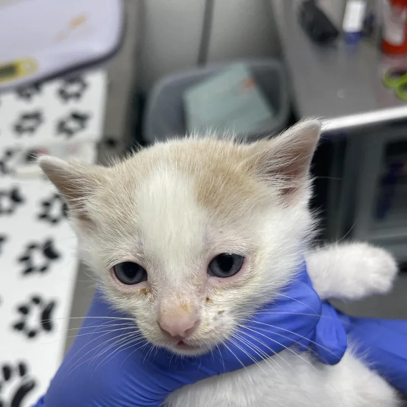 A baby small-sized male Cream / Ivory Domestic Short Hair cat named Topo Chico for adoption in Long Beach, CA