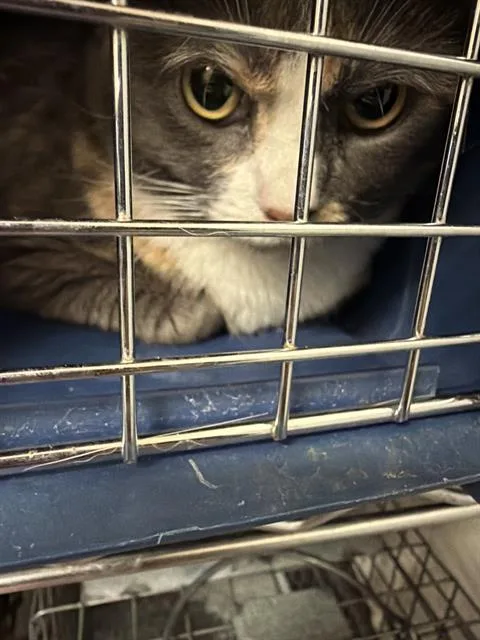 An adult medium-sized female Domestic Medium Hair cat named Miss Cudds for adoption in Las Vegas, NV