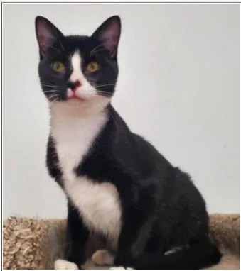 A young medium-sized male Domestic Short Hair cat named Michael for adoption in Greenfield, IN
