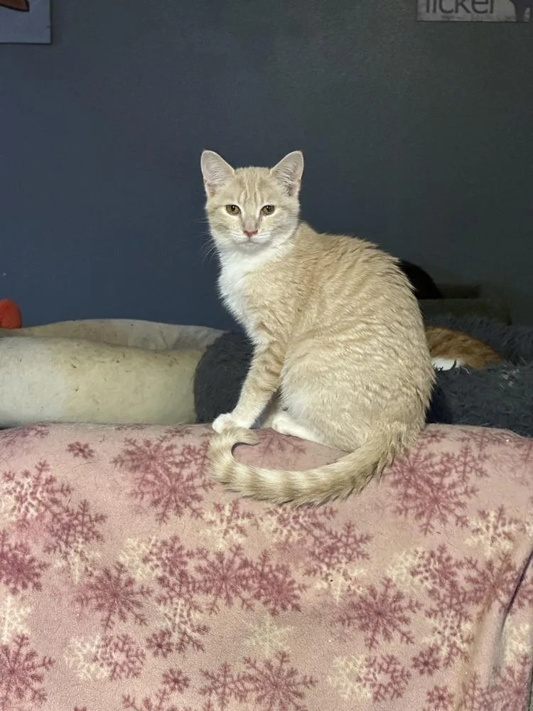 A baby small-sized female Domestic Short Hair cat named Belen for adoption in Albany, WI