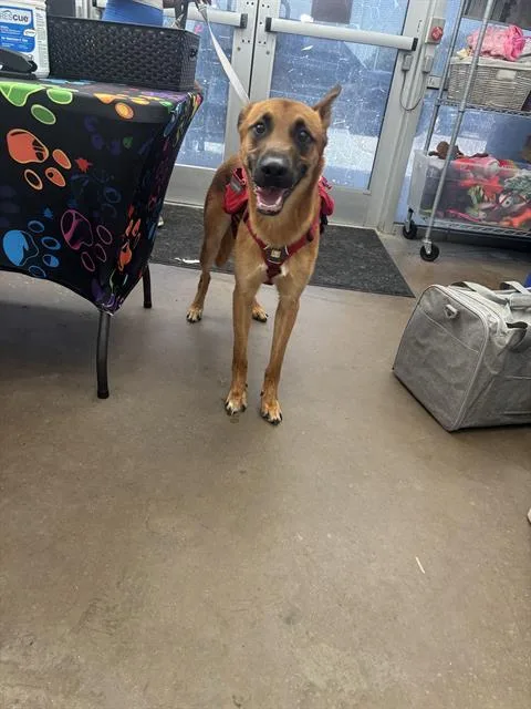 An adult large-sized male Mixed Breed dog named King for adoption in Dallas, TX