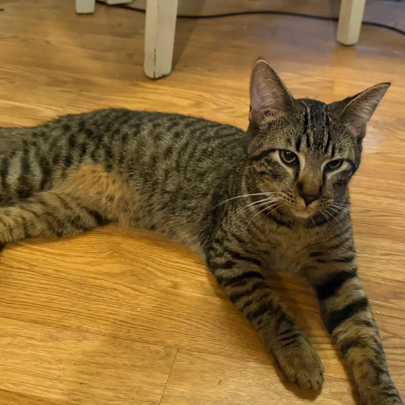 A young medium-sized male Brown / Chocolate Domestic Short Hair cat named Barry for adoption in Tulsa, OK