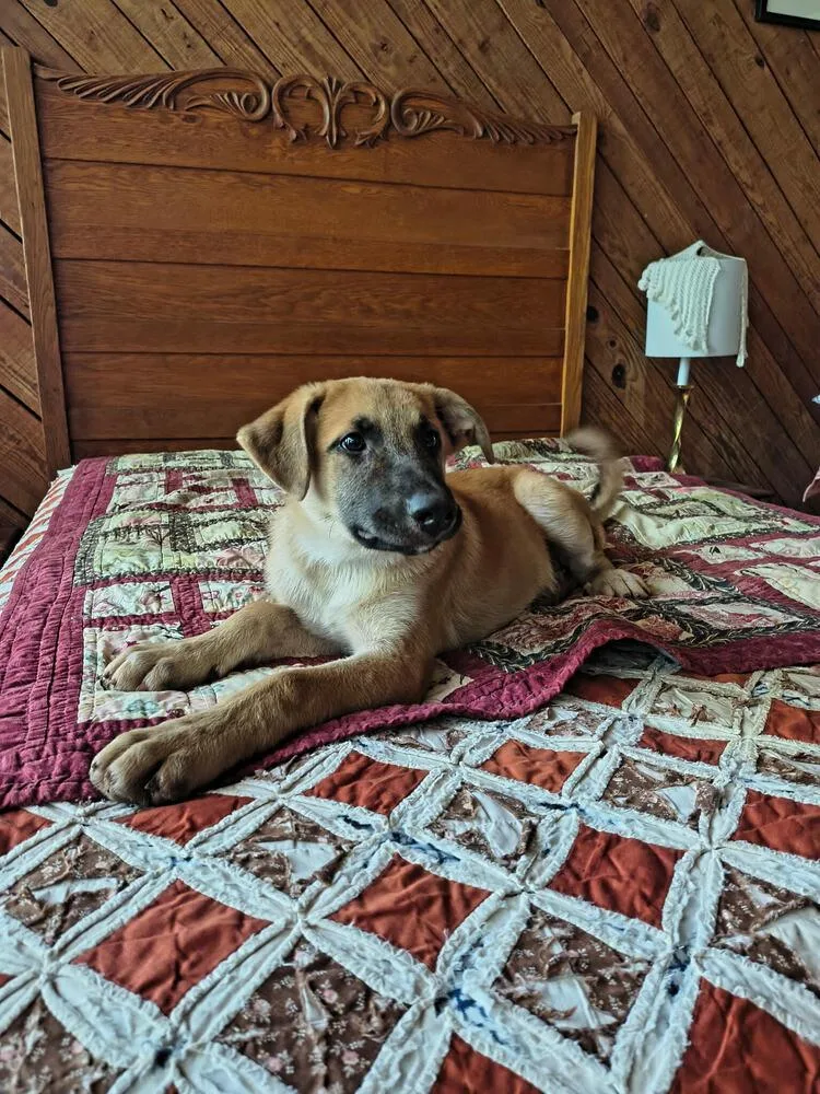 A baby small-sized male Belgian Shepherd / Malinois dog named Malinois Mix for adoption in Chattanooga, TN