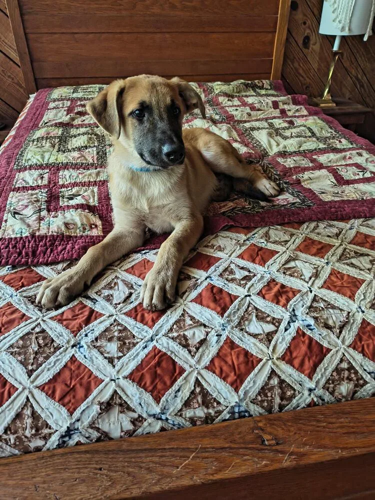 Malinois Mix thumbnail 2