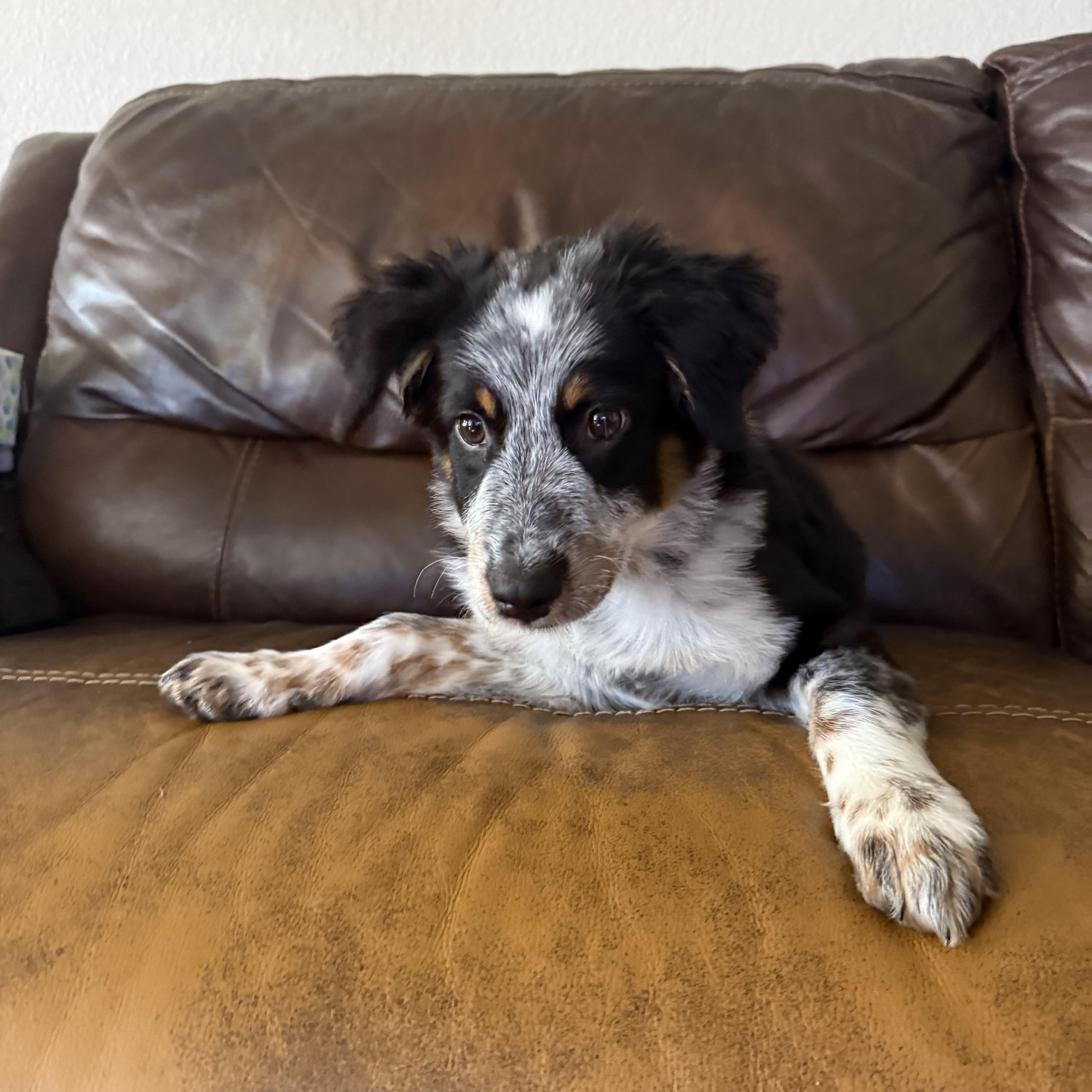 A baby medium-sized female Harlequin Australian Shepherd dog named Little Rosie for adoption in New Rochelle, NY