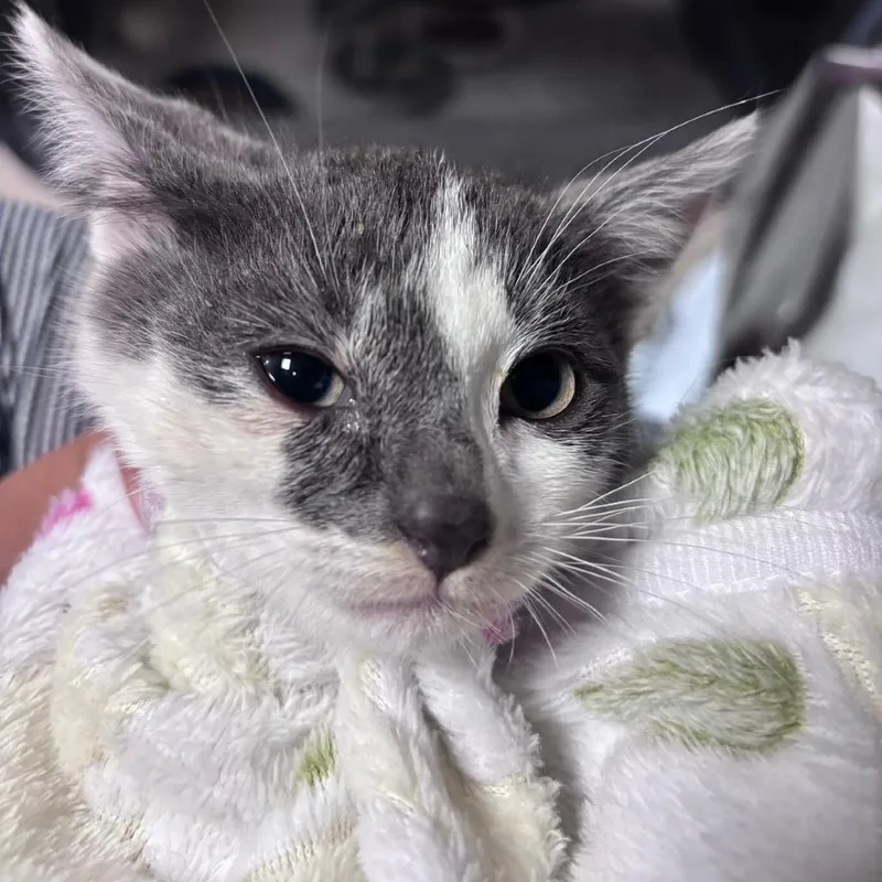 A baby small-sized female Gray / Blue / Silver Domestic Short Hair cat named Scout for adoption in Brooklyn, NY