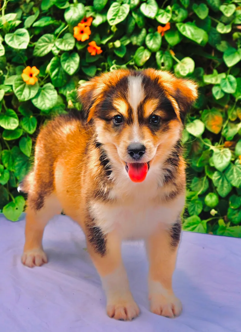 A baby large-sized male Husky dog named Kodiak for adoption in San Diego, CA
