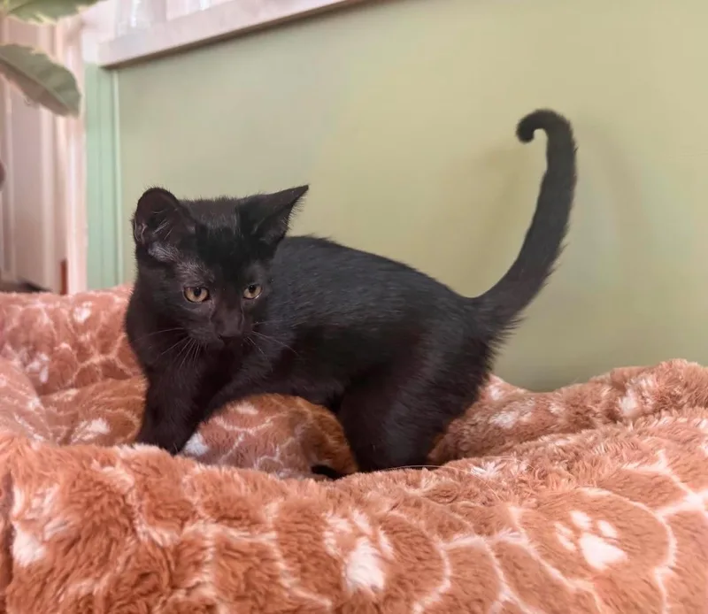 A baby small-sized female Black Domestic Short Hair cat named Suzi Remix for adoption in Chandler, AZ