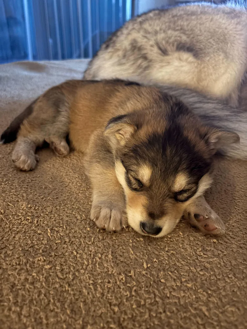 A baby medium-sized female Brown / Chocolate Siberian Husky dog named Kaya for adoption in San Rafael, CA