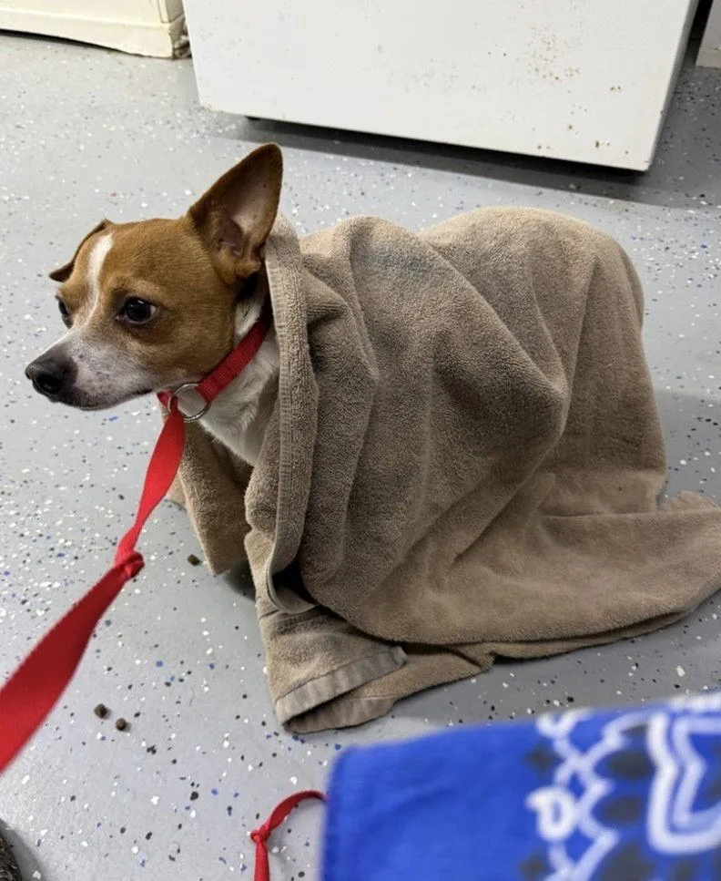 A young medium-sized male Rat Terrier dog named Marty Dd for adoption in Columbia, TN