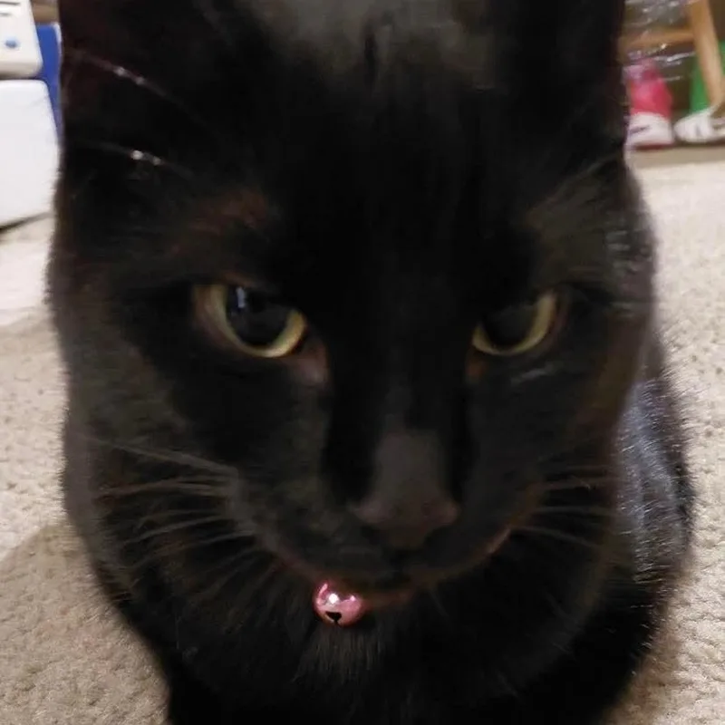 A young medium-sized female Black Domestic Short Hair cat named Eclipse for adoption in Gladstone, OR