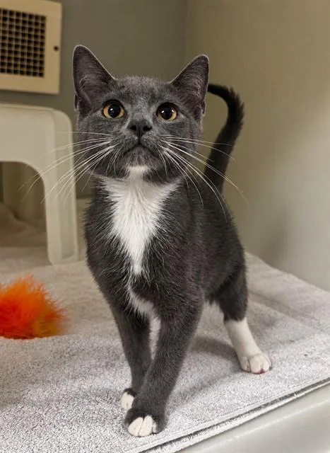A baby small-sized male Domestic Short Hair cat named Ace for adoption in Statesville, NC