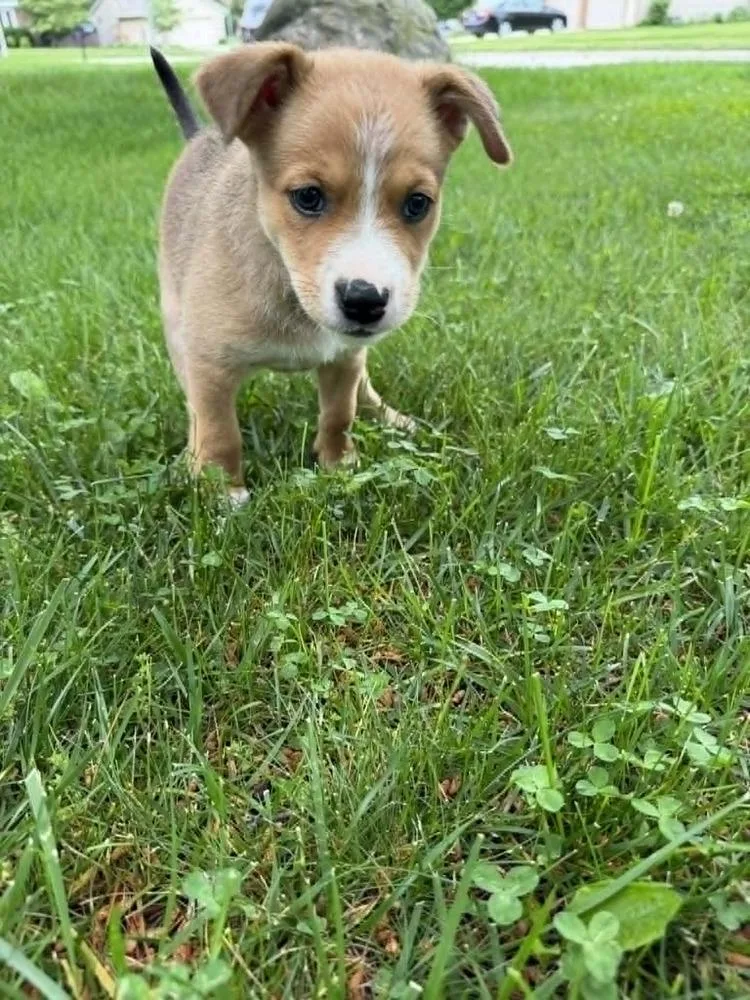A baby large-sized female Shepherd dog named Rosa Parks for adoption in New Albany, OH