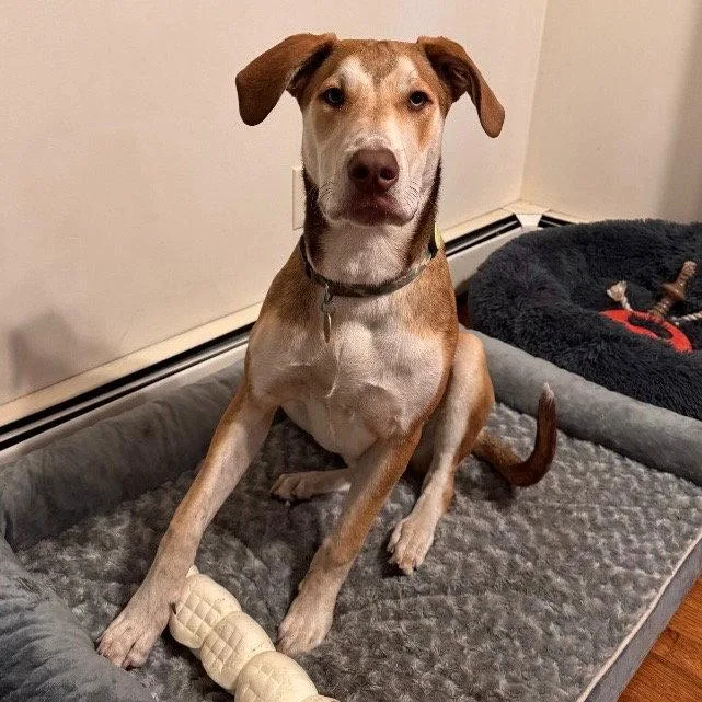 A young medium-sized male Hound dog named Odin for adoption in Bloomfield, CT