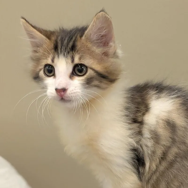 A baby small-sized male Domestic Medium Hair cat named Chuck for adoption in Sonoma, CA