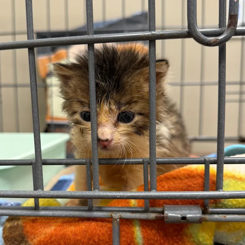 Chuck thumbnail 2