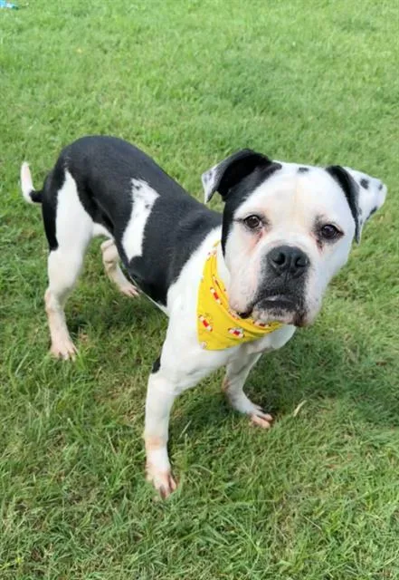 An adult large-sized male American Bulldog dog named Curio for adoption in Haw River, NC
