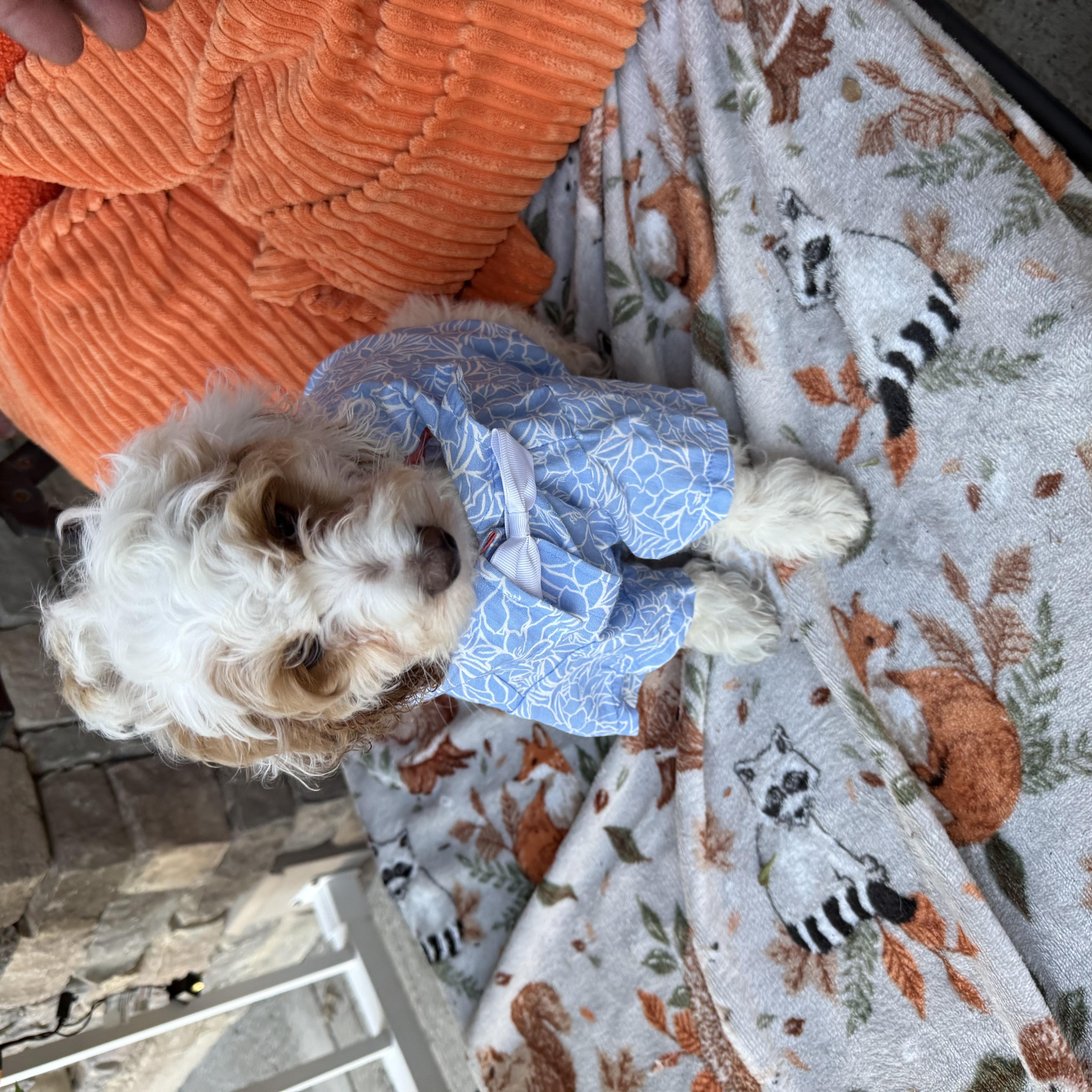 A baby small-sized male Cockapoo dog named Smooches for adoption in Highland, NY
