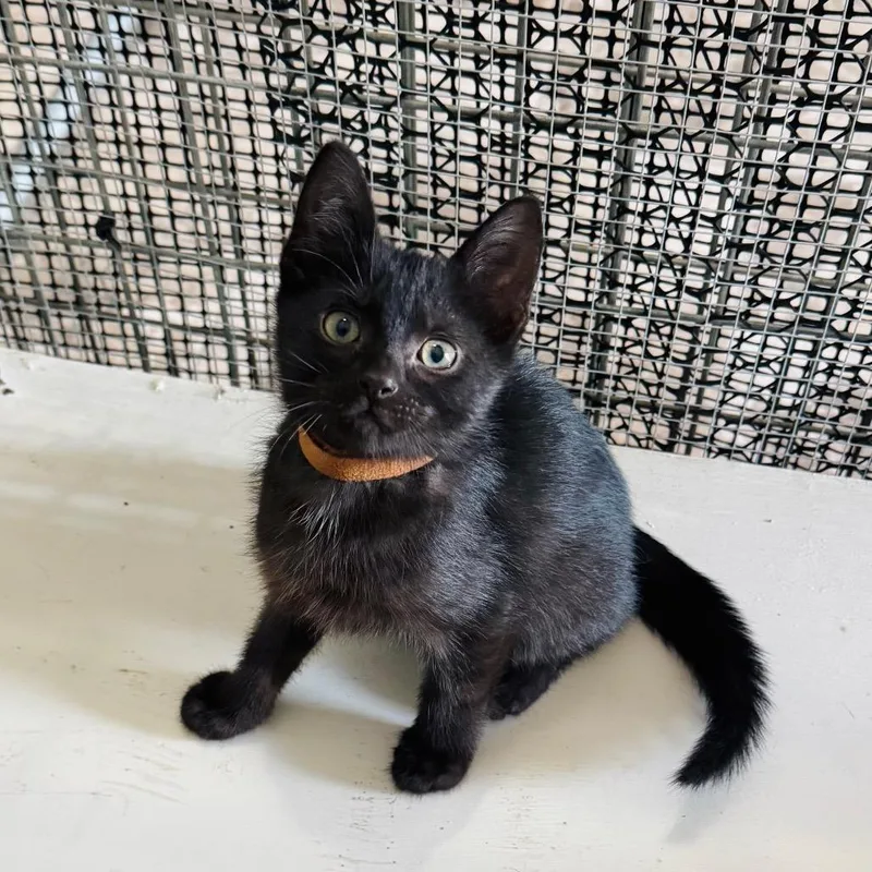 Franklin