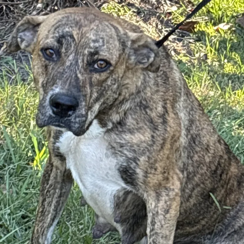 An adult medium-sized female Brindle Pit Bull Terrier dog named Queenie for adoption in Clanton, AL