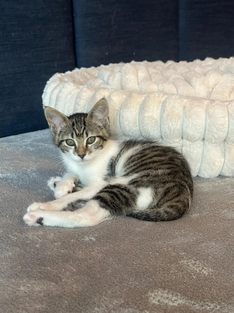 A baby medium-sized female White Domestic Short Hair cat named Rukia for adoption in Hartville, OH