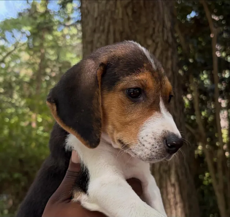 A young medium-sized female Tricolor (Brown, Black, & White) Beagle dog named Aria for adoption in Raleigh, NC